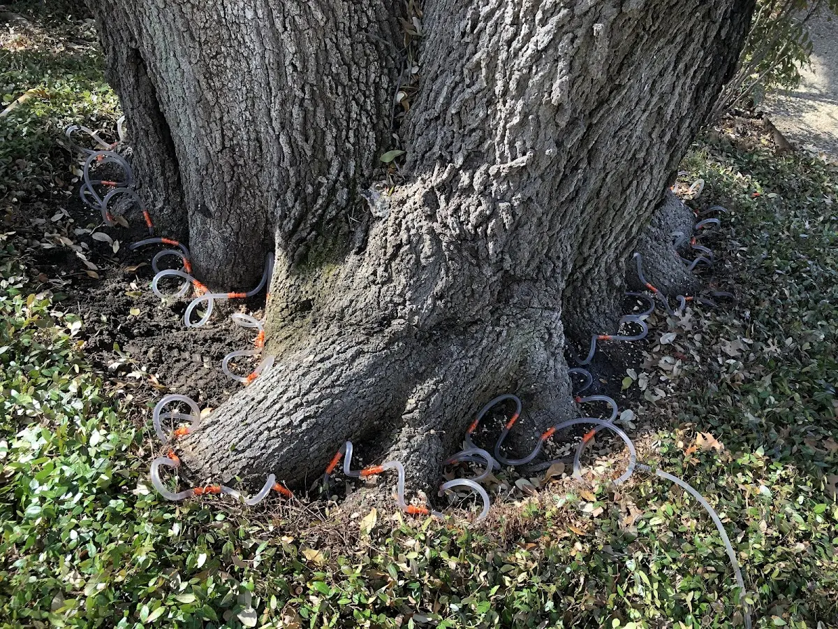 Detailed Tree Cabling and Bracing job site in Socorro
