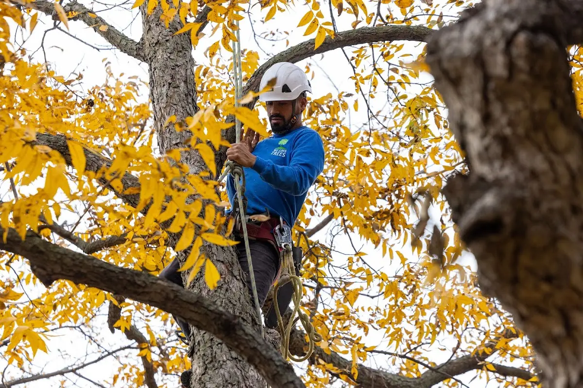 Skilled Tree Pruning crew working in Socorro